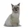 Üç Boyutlu Kedi Desenli Dekoratif Yastık, Hediyelik, Seyahat Yastığı GT-Kedi-30