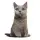 Üç Boyutlu Kedi Desenli Dekoratif Yastık, Hediyelik, Seyahat Yastığı GT-Kedi-01