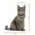 Üç Boyutlu Kedi Desenli Dekoratif Yastık, Hediyelik, Seyahat Yastığı GT-Kedi-02